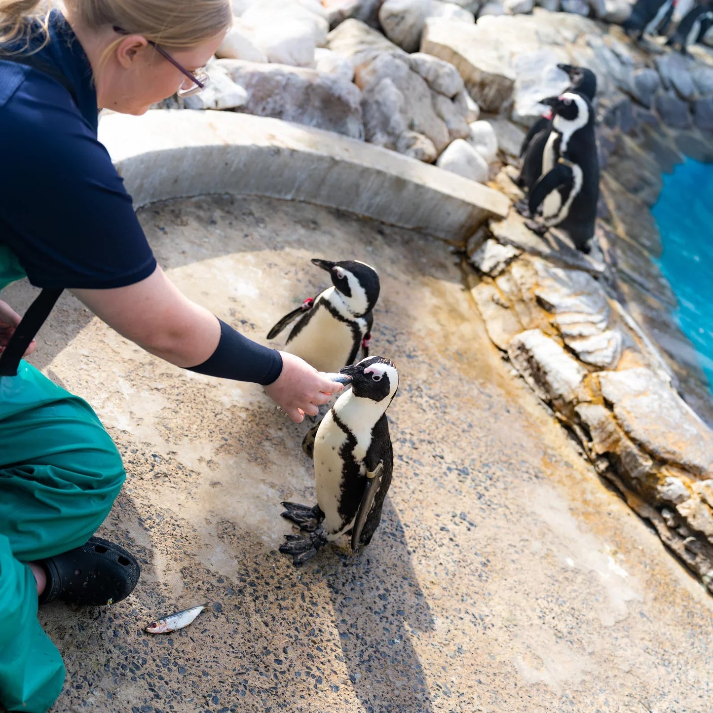 Active Crew Socken - Versus