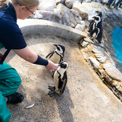 Active Crew Socken - Versus