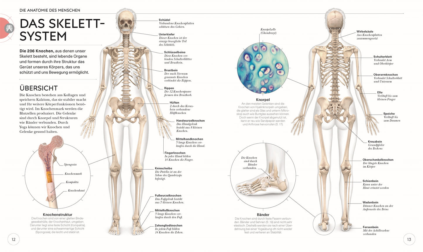 YOGA VERSTEHEN - Die Anatomie der Yoga-Haltungen