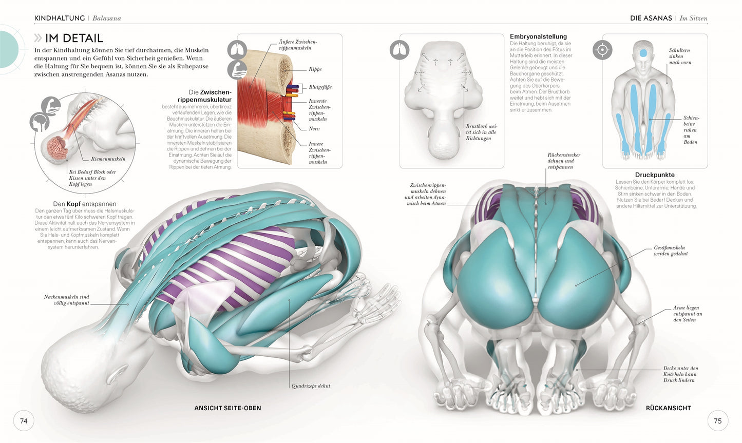 YOGA VERSTEHEN - Die Anatomie der Yoga-Haltungen