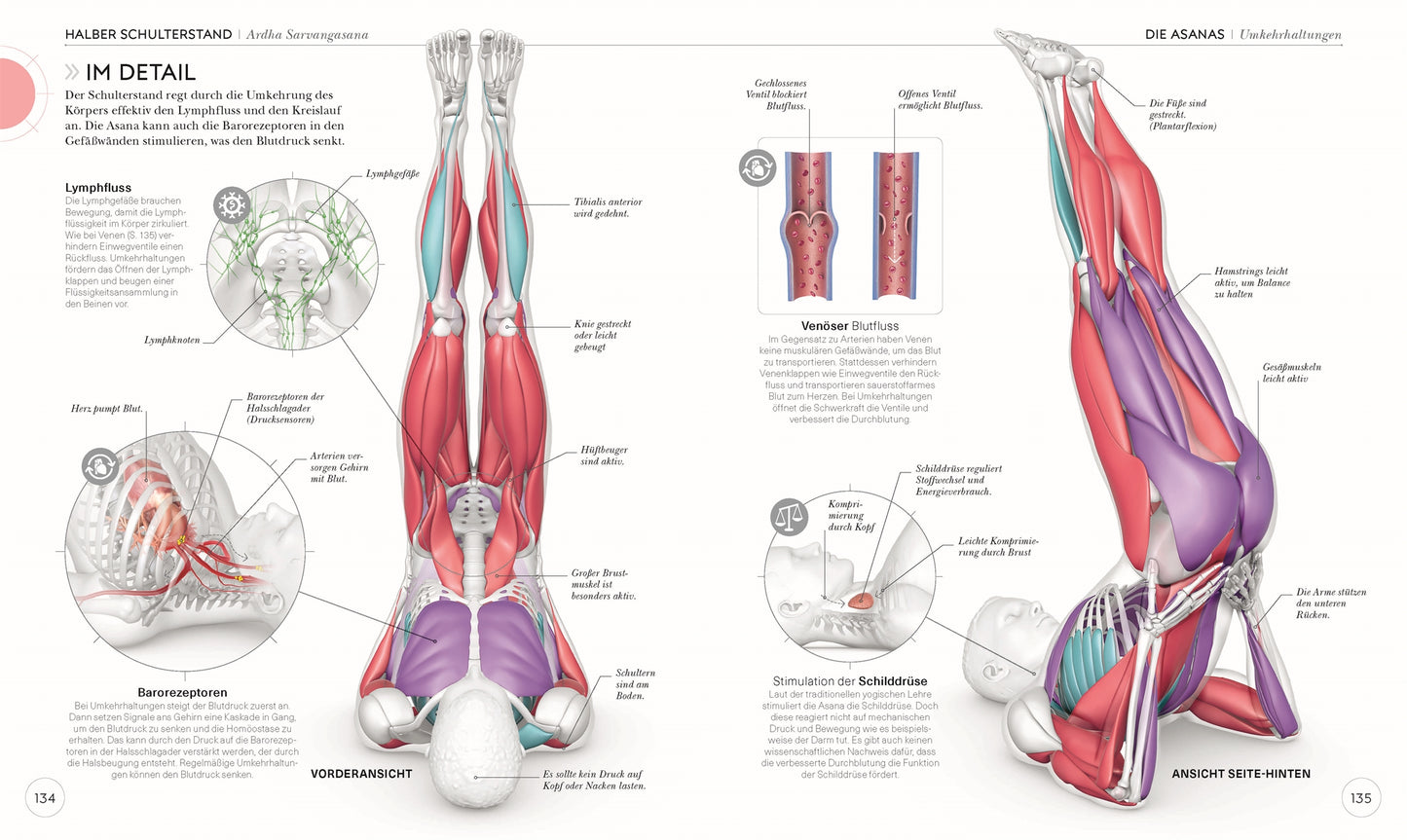 YOGA VERSTEHEN - Die Anatomie der Yoga-Haltungen