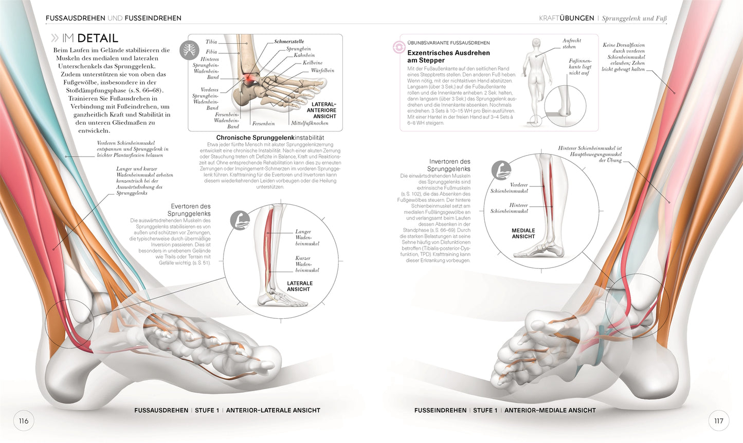 LAUFTRAINING - Die Anatomie verstehen