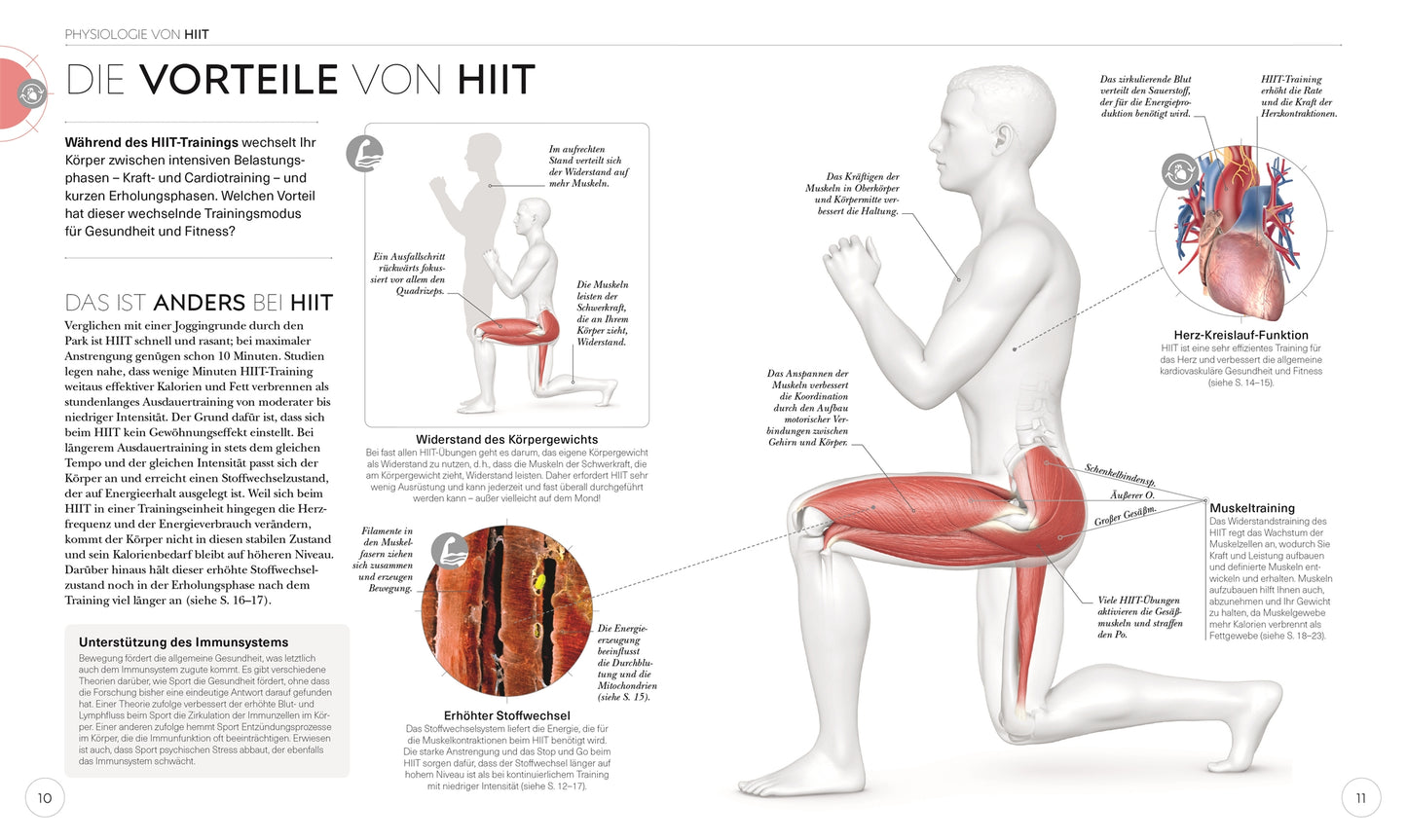 HIIT - Die Anatomie verstehen