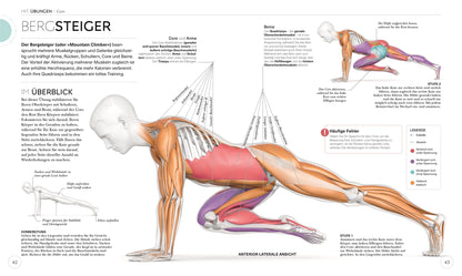 HIIT - Die Anatomie verstehen