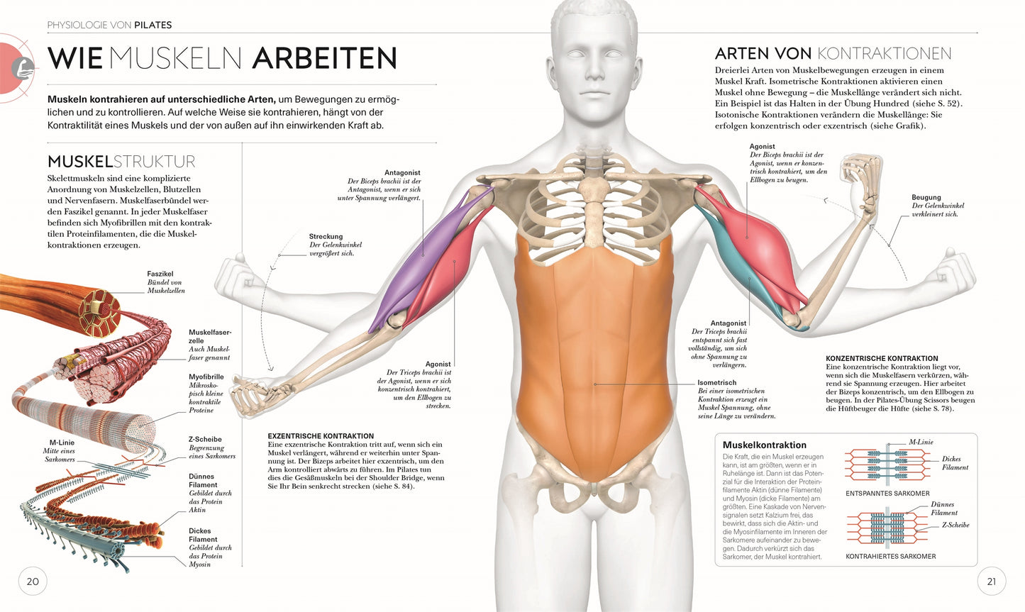 PILATES - Die Anatomie verstehen