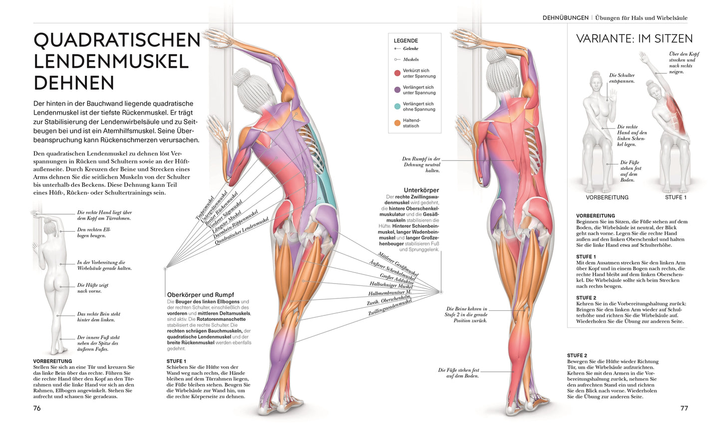 STRETCHING - Die Anatomie verstehen