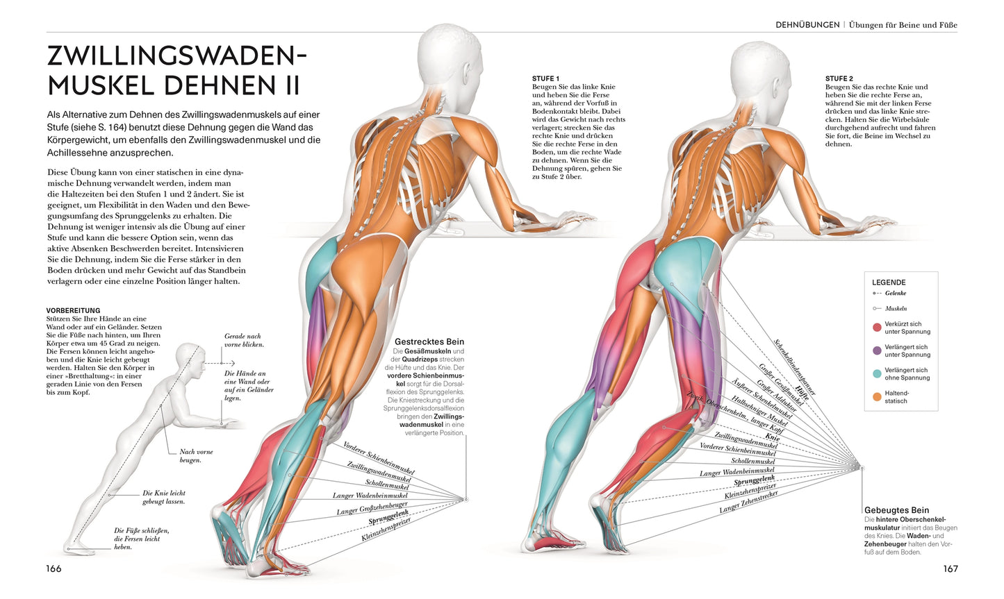 STRETCHING - Die Anatomie verstehen